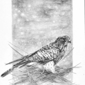 sokol myšiar