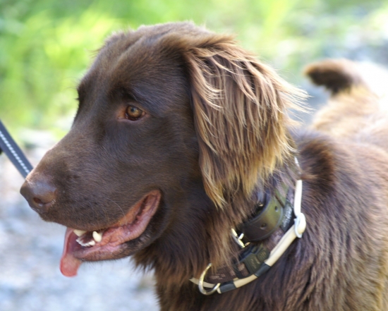 Flat Coated Retriever
