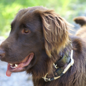 Flat Coated Retriever