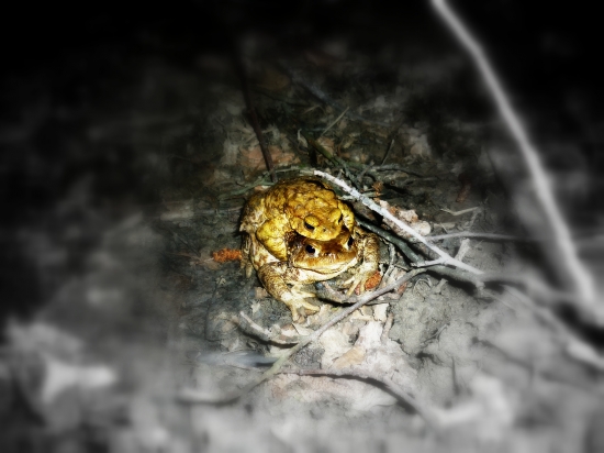 když přijde jaro..