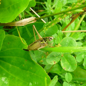 jednonohá kobylka