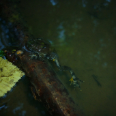 kuňka žlutobřichá