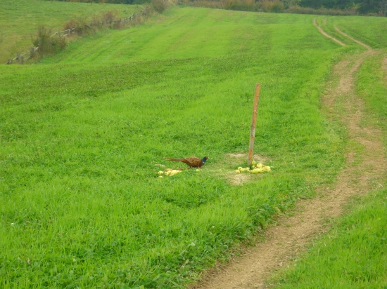 bažantík