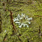 terčovka bublinatá