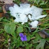 první sníh a vedle fialka