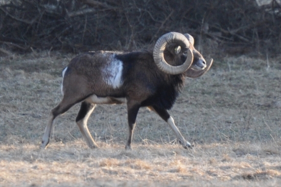 Baran