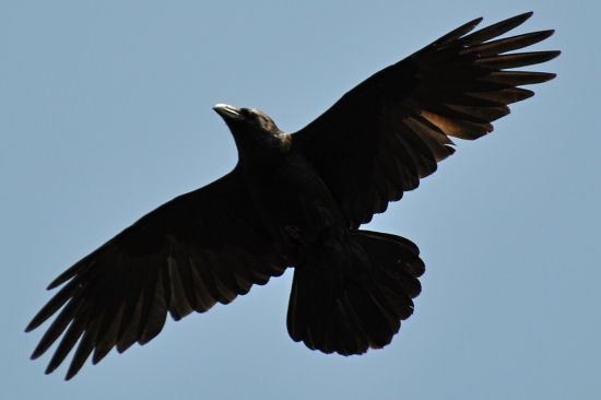 Corvus corax