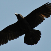 Corvus corax