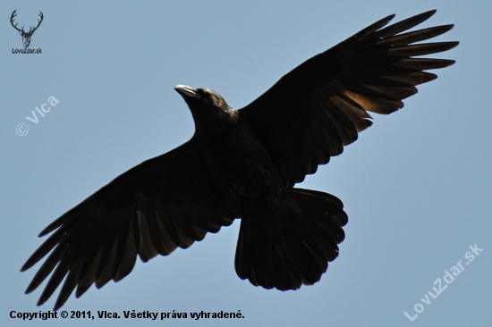 Corvus corax