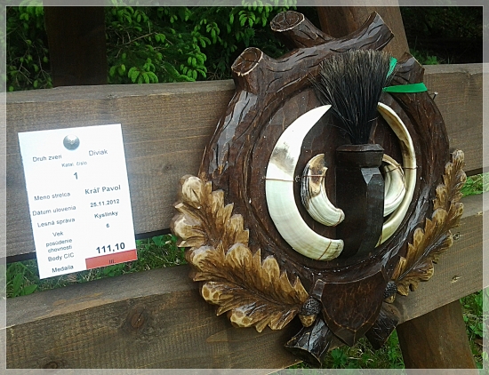 Divočák z Pol'any - 111,10 CIC