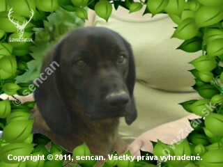 Bessi 2,5r.