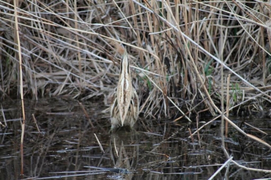 bučiak veľký- Botaurus Stellaris
