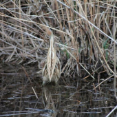 bučiak veľký- Botaurus Stellaris