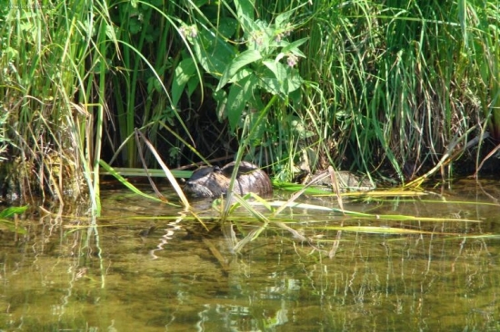 nutria riečna