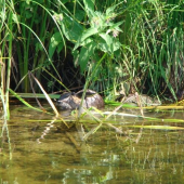 nutria riečna