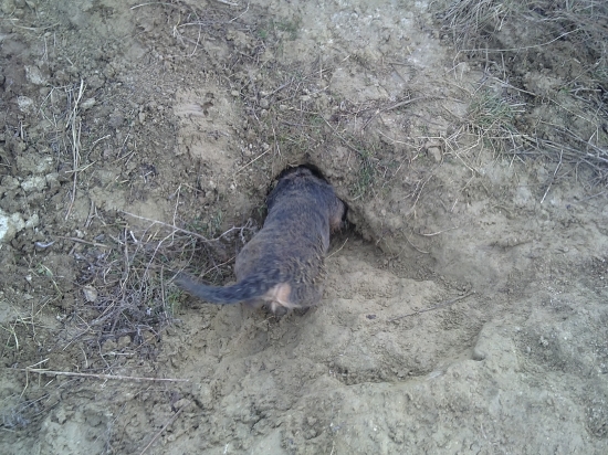 brloharenie na lisku