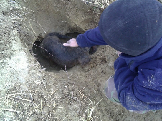 brloharenie na lisku2