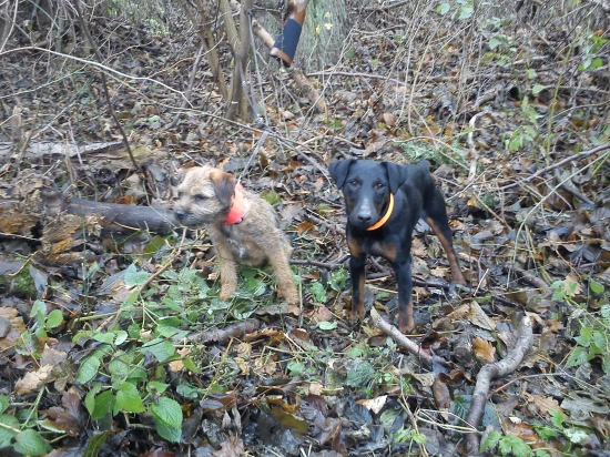 dnesna spolocna na diviaky