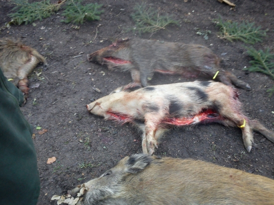 dnesna spolocna na diviaky,vyrad