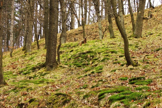 Uz sa to zelena a Asta si to uziva!