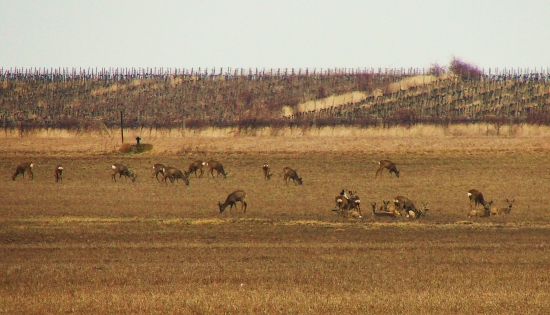 Dnes ich tam ale bolo!