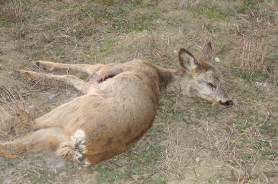 Zrejme zrazena autom, alebo?.....