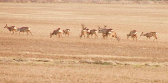 . . . . . su tam opät. . . .