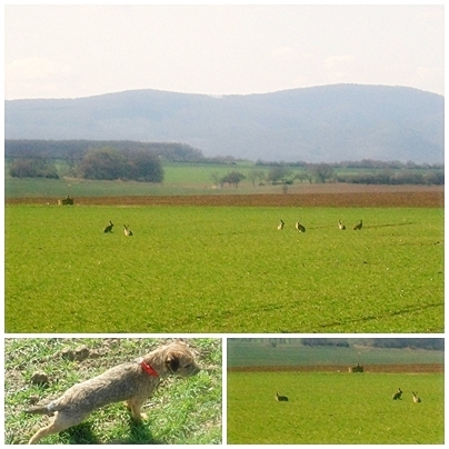 Asta a usaty........