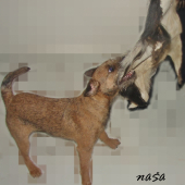 Asta a .........