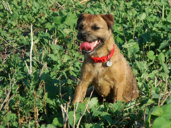 po nahanacke na poli...