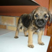 arwen