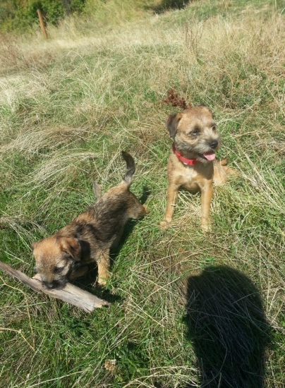 moja svorka,asta a arwen;-)