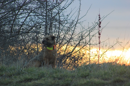 z rana v reviri.....