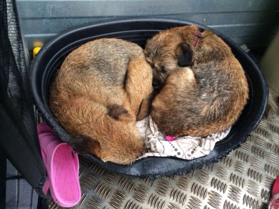 yin yang po bordersky