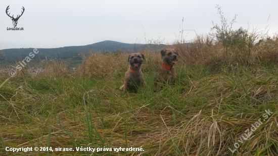 moje kosatky:-D;-)