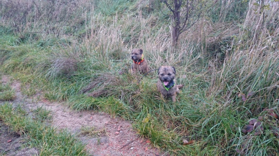 vyskúšanie obojkov