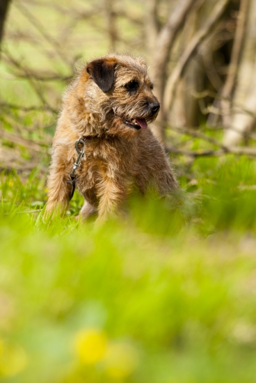 Asta(dixie)slovakia lutra