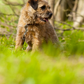 Asta(dixie)slovakia lutra