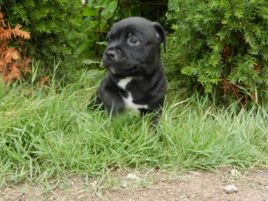 Astor Hunter divoky sen