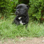 Astor Hunter divoky sen