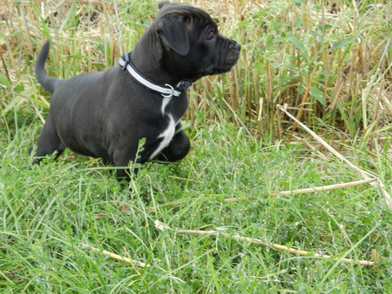 Astor Hunter-8.tyzdnov