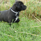 Astor Hunter-8.tyzdnov