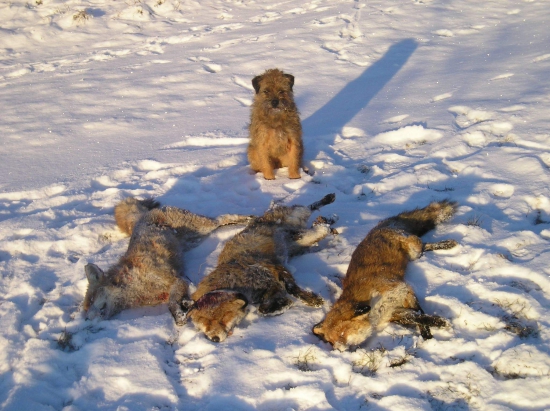 Asta(dixie slovakia lutra)