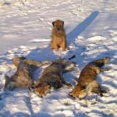 Asta(dixie slovakia lutra)