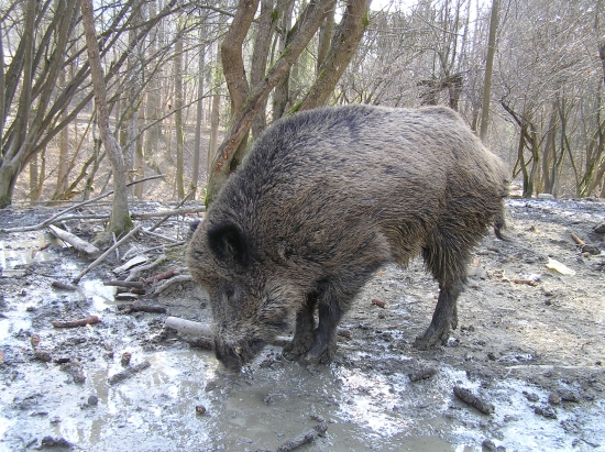 Obora Veľke Rovné
