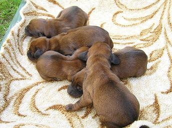 spod Súľovskych skál