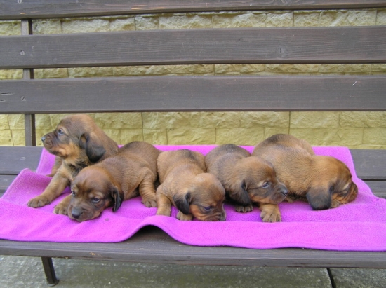 Arro,Ajda,Akhira,Axa,Arina