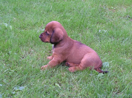 AXA spod Súľovskych skál