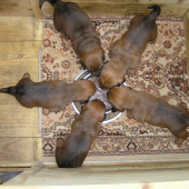 Baro,Blek,Bona,Bina,Baja