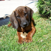 Denny